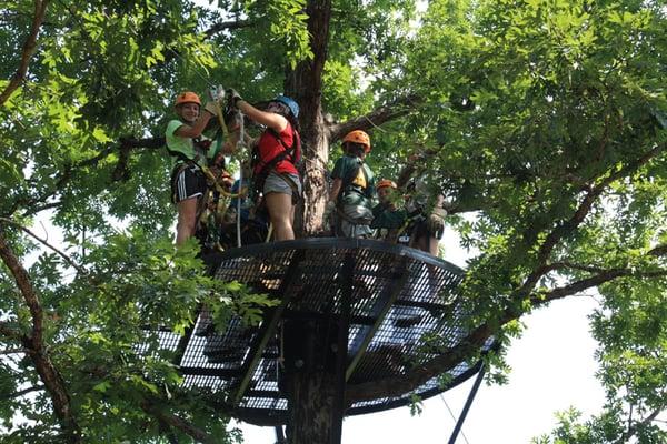 High in the Tree Tops!