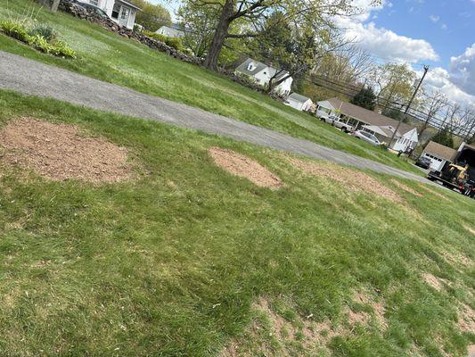 After Stump Grinding - team left area so clean and better than it was when they arrived.