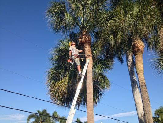 This is the same Sabal Palm cleaned out !