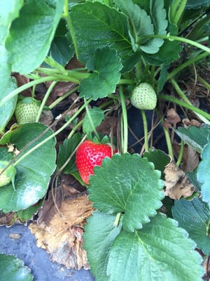 Strawberries underneath the leaves are the best