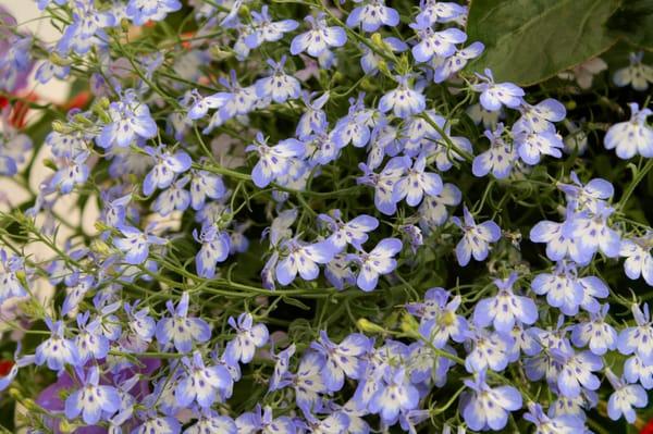 Lobelia