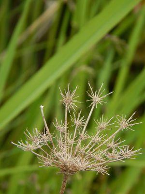 Tiny spikes!