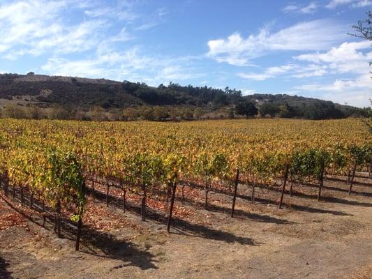 A great day tasting wine in Temecula.