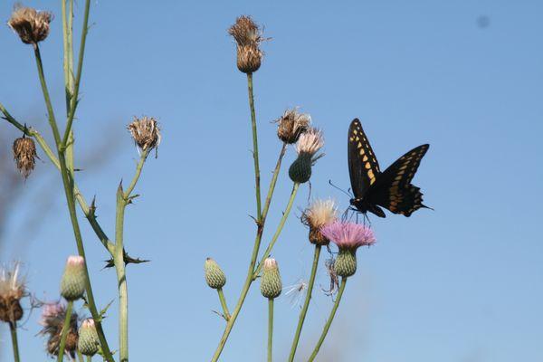 Wild Turkey Strand Preserve