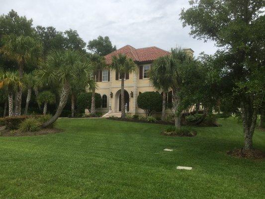 Some of the palm trees D&M's Services trimmed at my home.