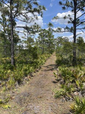 After photo of forestry mulching surveyed property lines for 5 acer field fence installation