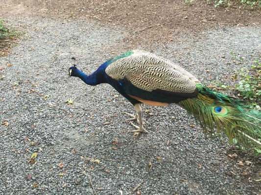 Peacock in the beer garden