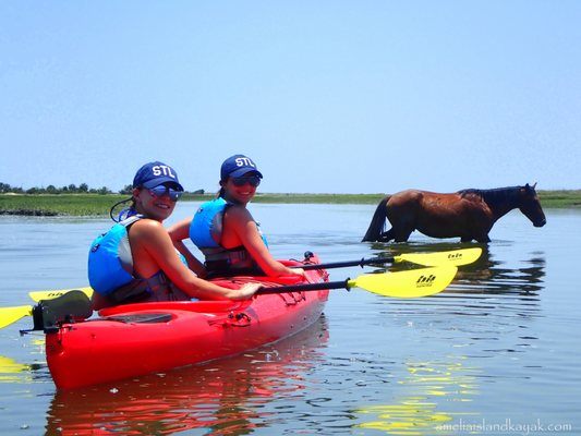 Wild Horses, Cumberland Island