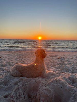 There's truly nothing better than an off leash reliable dog enjoying the beach