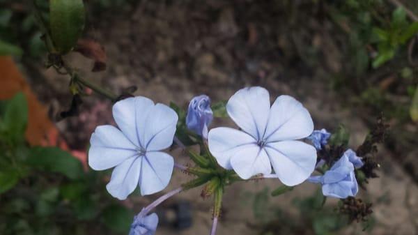 Garden inhabitants.