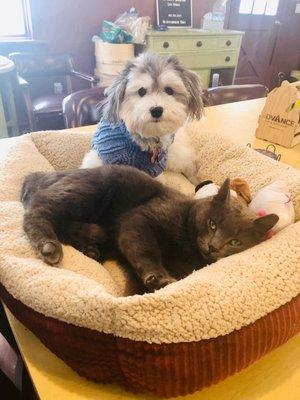 Veteran rescue dog Teddy helped former feral Buddy learn to be a well spoiled house cat.