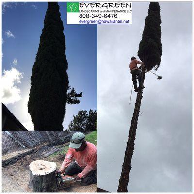 Evergreen Landscaping and Maintenance