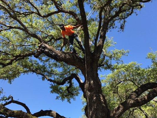 Northland Tree Service