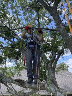 Pruning trees; 40' in the canopy