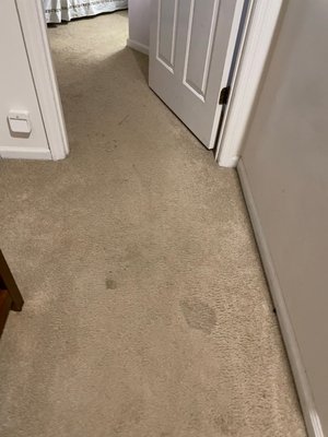 Stains on the carpet