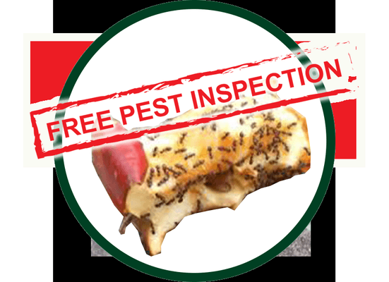 Quarterly pest Control for only $95