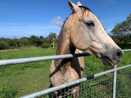 A horse in the pasture at one of our listings in Haiku