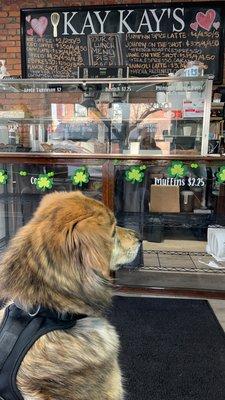 Patiently waiting for treats from his favorite workers