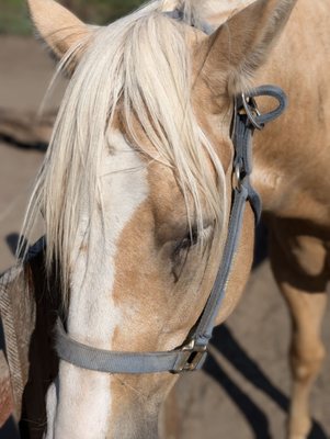 One of the sanctuary horses