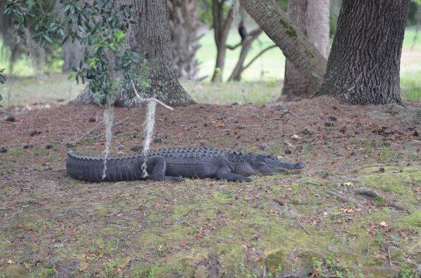 Big AL - catching some rays on an island in the lagoon at Shipyard.