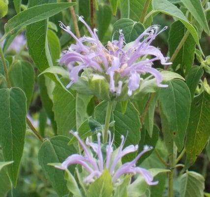 Wild Bergamot, 
Monarda fistulosa