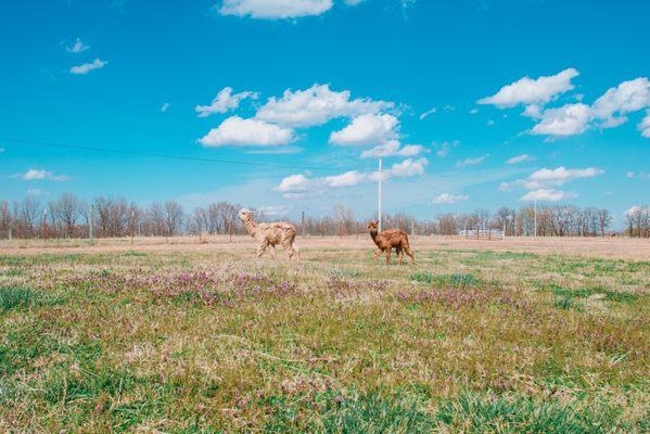 Zena Suri Alpacas