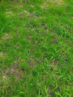 Some of the grass he plated grew, but it was still mostly crabgrass and bald areas.