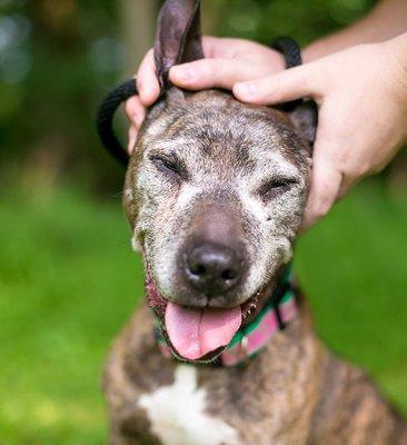 good dog massage