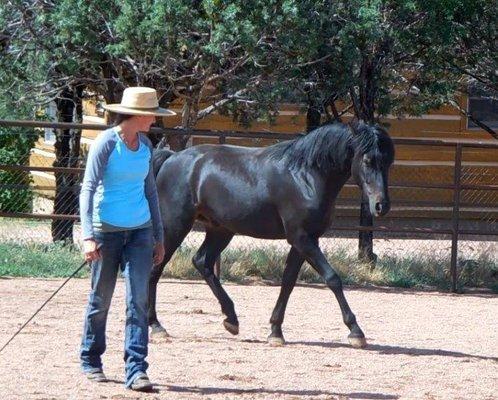 Natural Horsemanship