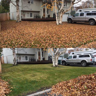 Fall Cleanup, Before & After