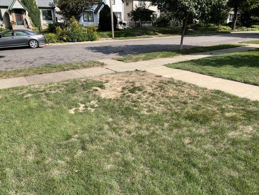 Front lawn before aeration and overseeding