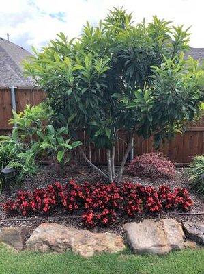 Red begonias