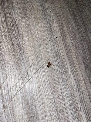 A roach I had to kill