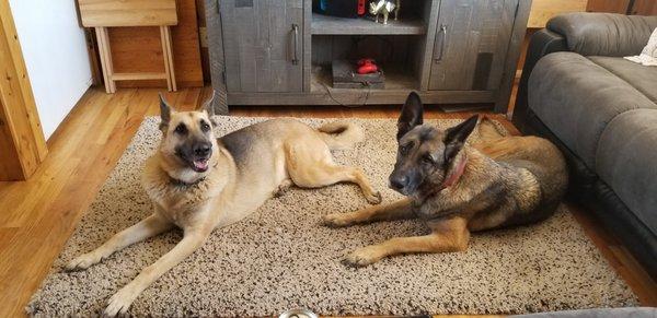 Two of my personal dogs practicing being calm and relaxed at home.