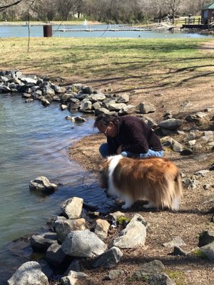 My dog Learning to get a drink from the lake....