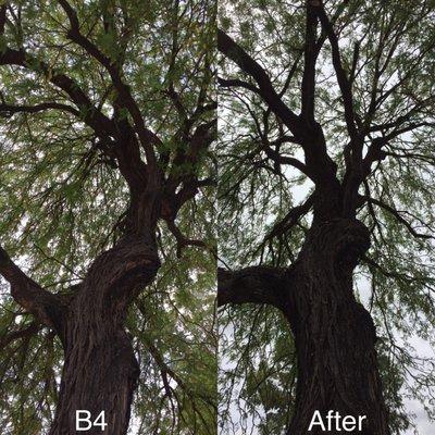 This mesquite tree was pruned of dead material by certified arborist, Angelo Romeo