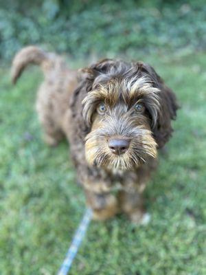 Our labradoodle