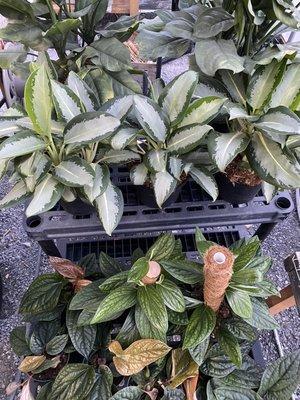 Floor plants, anthurium