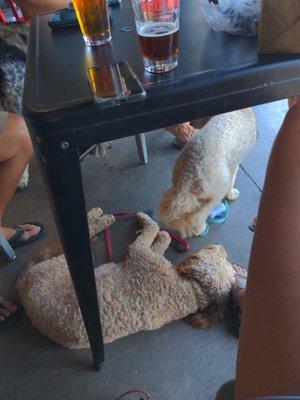 Doggies and beer, what's better?