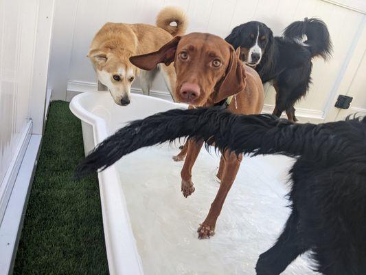 Scheduled Pup Pool Days