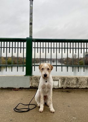 Canyon's "Sit & Stay" for a photo while on our walk around Town Lake. 3