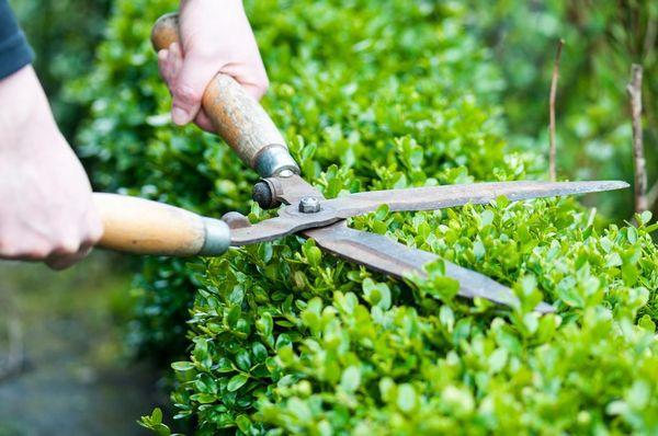 Shrub maintenance