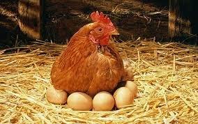 farm fresh eggs