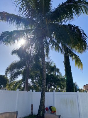 Palm tree pruning