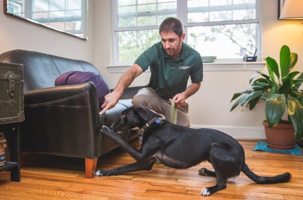 Jesse & Barker inspecting a couch