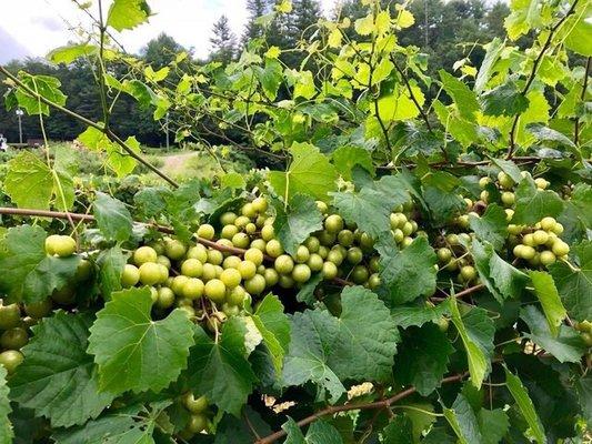 Little Red Dog Vineyards grapes while growing on the vine.