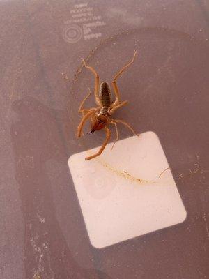 Camel spider!!