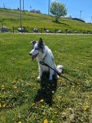 Big Sky Veterinary Clinic