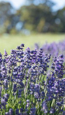 Lavander has amazing medicinal properties and it smells great !