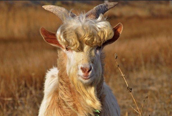 GOAT HAIRCUT 3